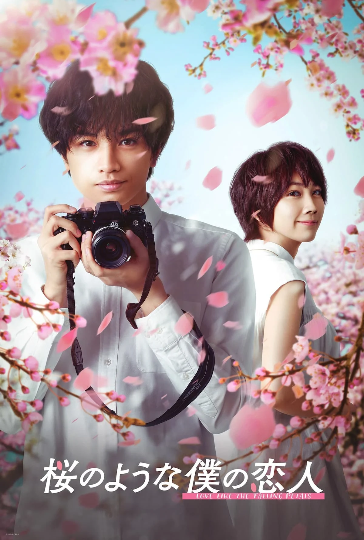 Tình Yêu Như Cánh Hoa Rơi Love Like the Falling Petals